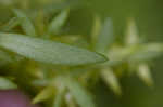 Stringy stonecrop